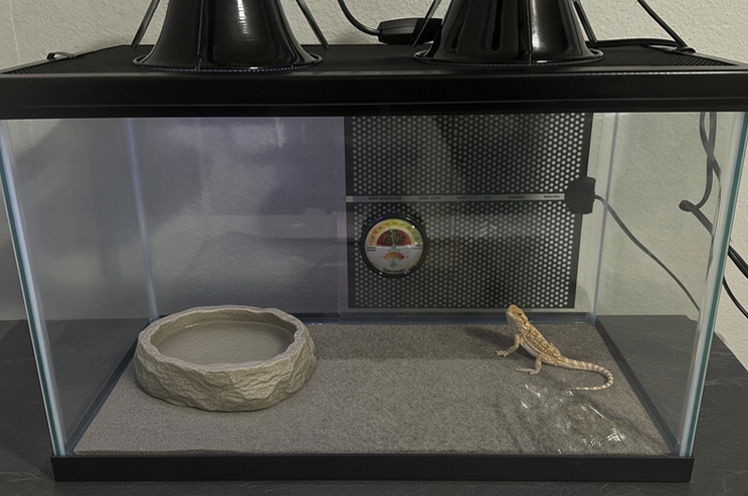 Leopard gecko exploring the Zilla 10-gallon starter tank setup with an oversized water dish