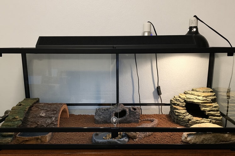 Carolina Custom Cages terrarium set up temporarily to house a rescued bearded dragon