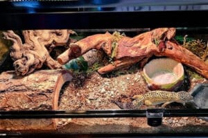 The complete leopard gecko tank size guide